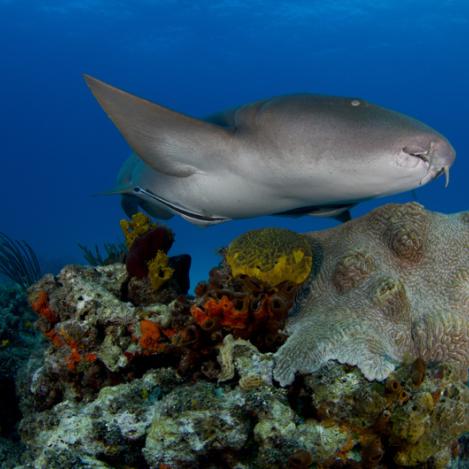 Andros Reef, Bahamas