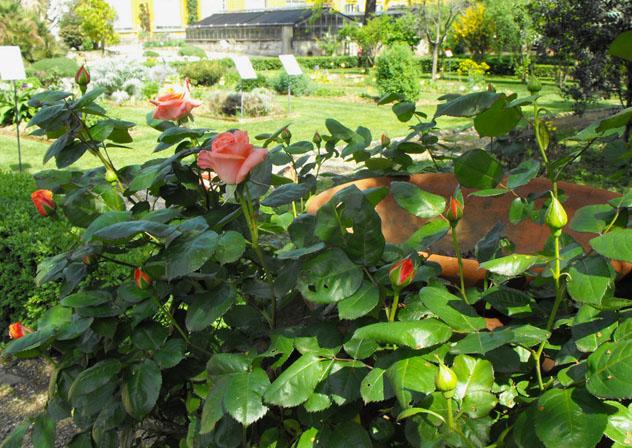 Jardín Botánico, Florencia, Italia © Putneypics / Flickr