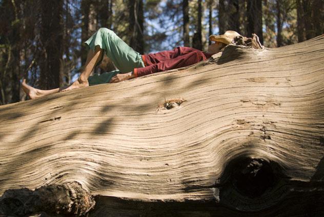 Sentir el terreno bajo los pies descalzos, tocar con las manos las texturas de las cortezas de los árboles y recibir el calor del sol son elementos de la terapia de bosques, Costa Norte, California © Doug Marshall / Getty Images