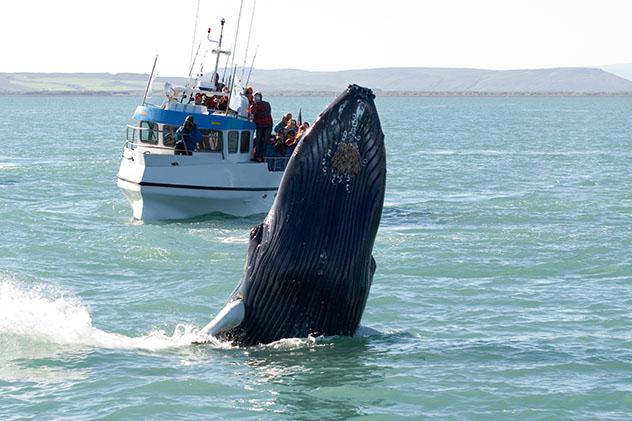 Húsavík es uno de los mejores sitios de Islandia para ver ballenas, Arctic Coast Way, Islandia © Tatonka / Shutterstock