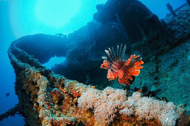Bucear en Oriente Próximo: el mar Rojo, carguero hundido, Egipto