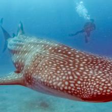 Tiburones ballena en Donsol, Filipinas