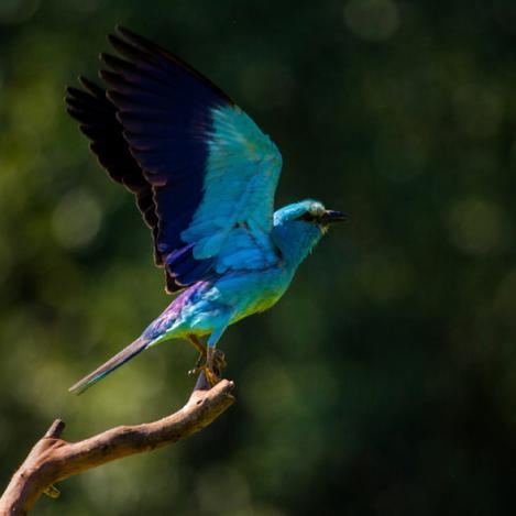 Reserva de la Biosfera del Delta del Danubio, Ucrania