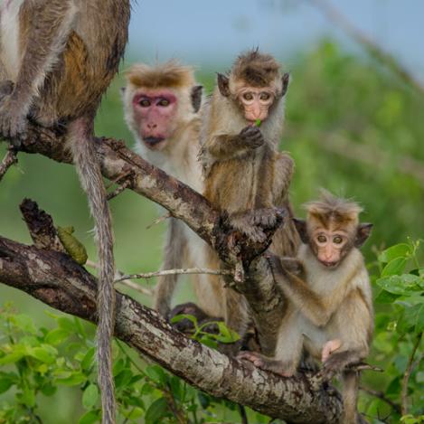 Parque Nacional de Bundala, Sri Lanka