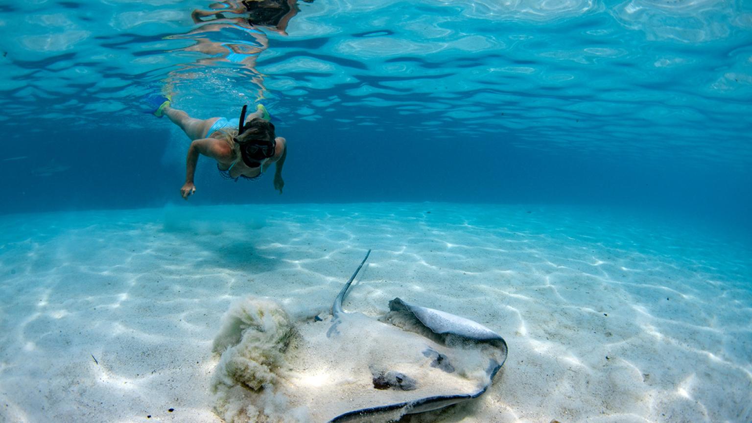 Buceador y raya en Moorea, Polinesia francesa