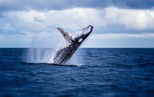 Ballenas en la costa de Margaret River, Australia Occidental, Top 01 de Best in Asia Pacific 2019, los 10 mejores destinos de Asia-Pacífico