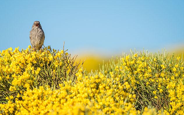Floración en primavera de los piornos en la Sierra de Gredos, Ávila, España © Ramon Carretero / Shutterstock