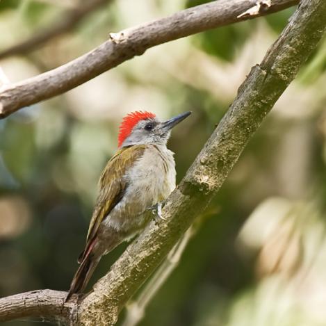 Reserva Natural de Abuko, Gambia