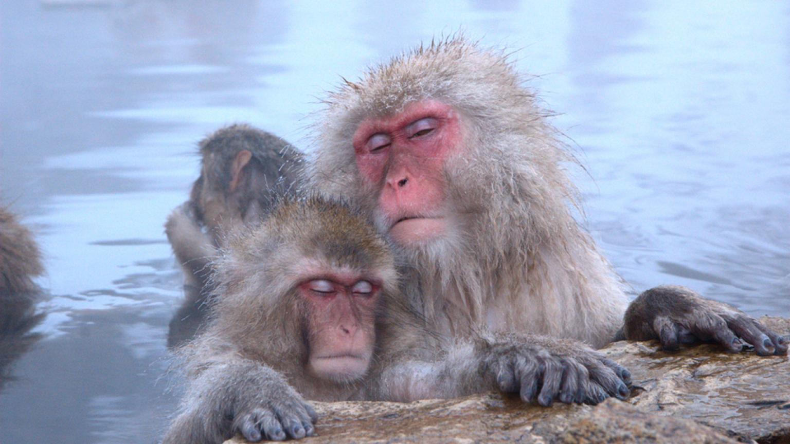 Macacos japoneses, Japón