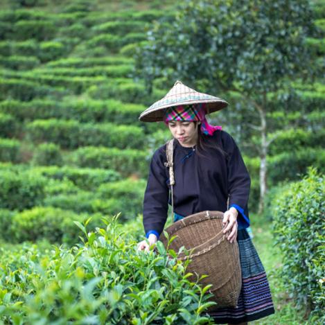 Poblaciones de montaña, Darjeeling, India