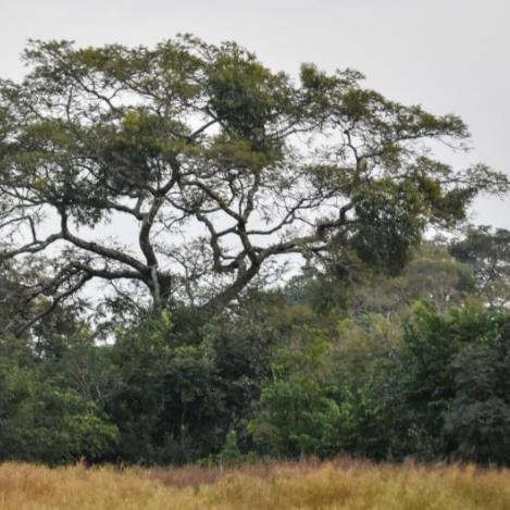 Parque Nacional del Alto Níger, Guinea