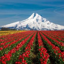 Campos de tulipán con monte Hood en el fondo.