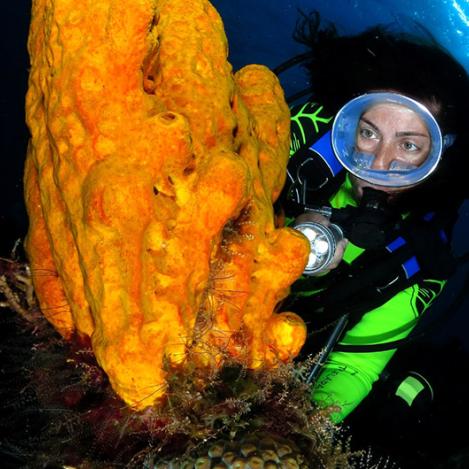 Submarinismo en la isla Cozumel, Riviera Maya, México