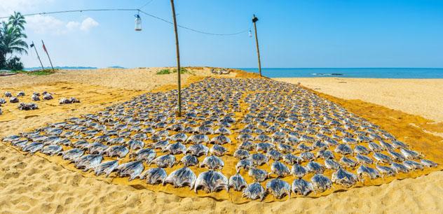 Playa Bentota, Sri Lanka © eFesenko / Shutterstock