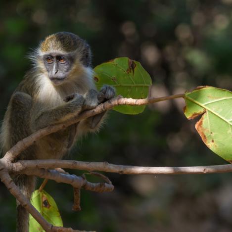 Reserva Forestal de Bijilo, Gambia