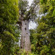 Uno de los kauri más grandes de Nueva Zelanda.
