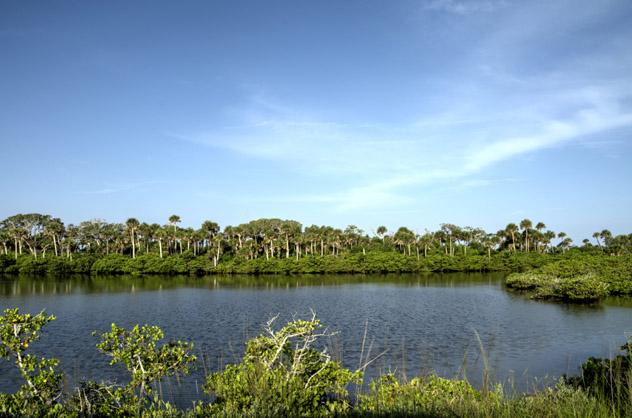 El Merritt Island Wildlife Refuge alberga a 1500 especies entre sus extensos pantanos y bosques caducifolios, costa espacial de Florida, EE UU © Dosecreative / Getty Images