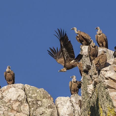 Parqne Nacional de Monfragüe, Cáceres, Extremadura, España