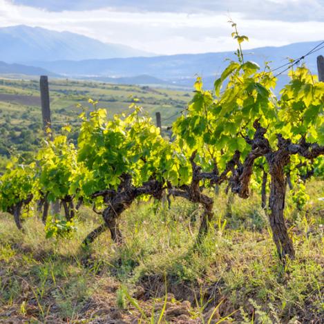 Viñedos en Bulgaria