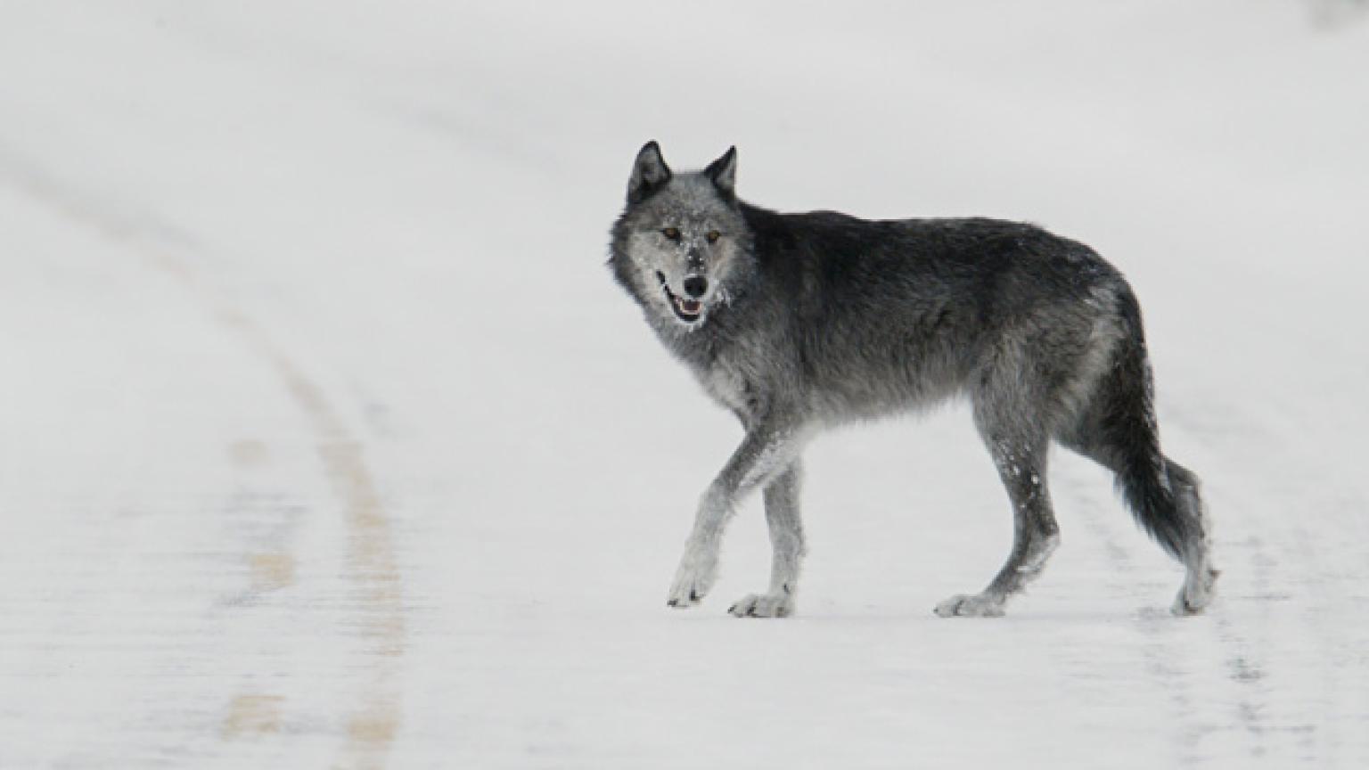 © Yellowstone National Park