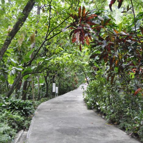 Bosque Pluvial, Santa Lucia