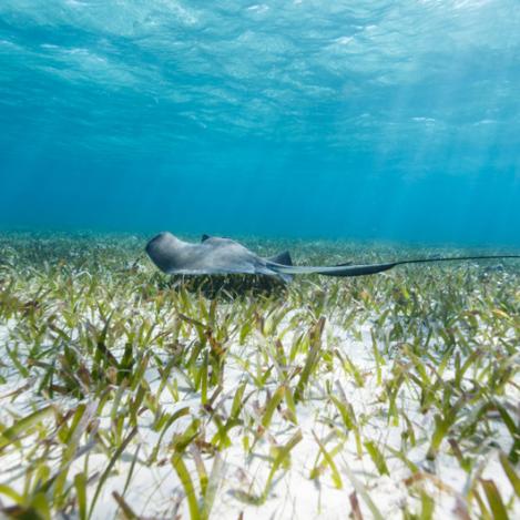 Raya de espina, Shark Ray Alley, Belice