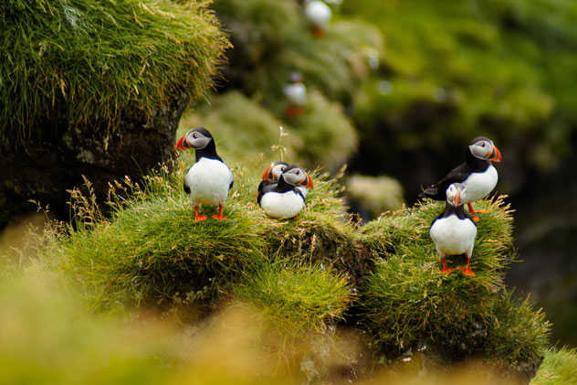 Frailecillos descansando entre las rocas. © kornel.filipiak/Shutterstock