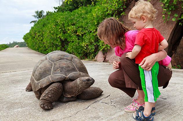 Tortuga gigante y familia, Seychelles © NadyaEugene / Shutterstock