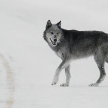 © Yellowstone National Park