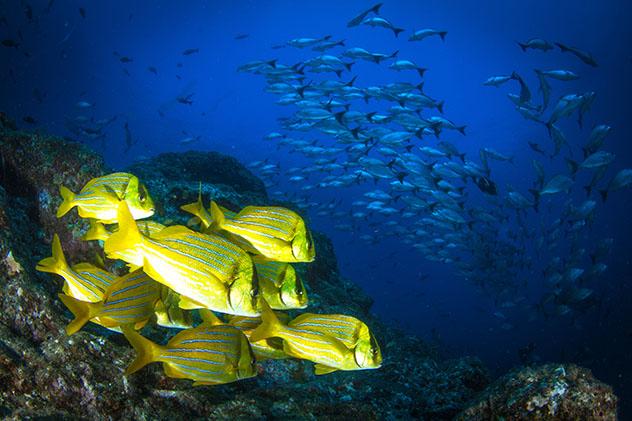 Fauna Panamá: peces tropicales