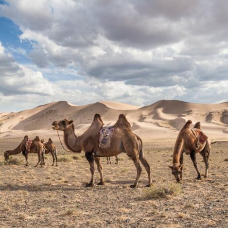 Desierto de Gobi, Mongolia