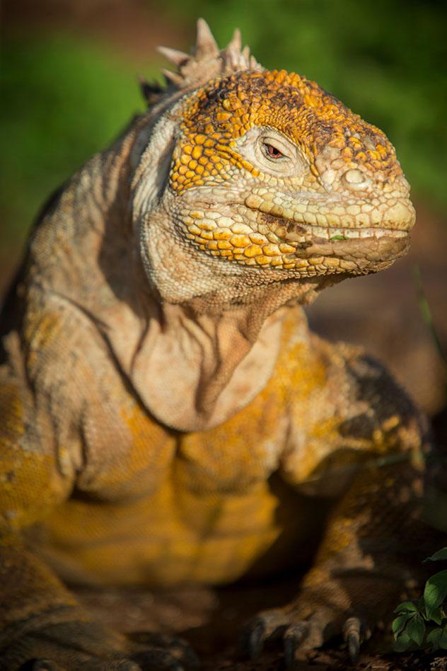 Una iguana terrestre, con aspecto de la reina de las Galápagos, Ecuador © Philip Lee Harvey / Lonely Planet