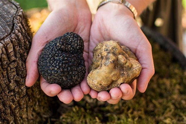 Trufas blancas y negras, Prodan, Istria, Croacia © William Torrillo / Prodan Tartufi