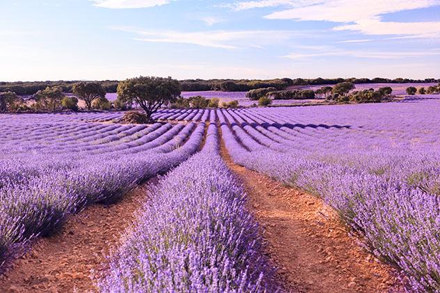 No es en primavera si no en el mes de julio cuando la floración de la lavanda llega a su punto álgido en Brihuega, Guadalajara, España © Fernando Tatay / Shutterstock