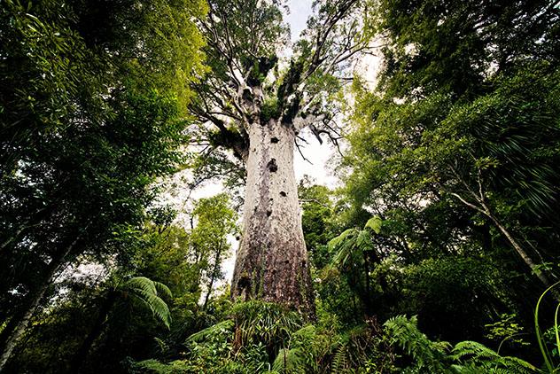 Waipoua Forest, Northland y Bahía de las Islas, Nueva Zelanda, Top 03 de Best in Asia Pacific 2019, los 10 mejores destinos de Asia-Pacífico