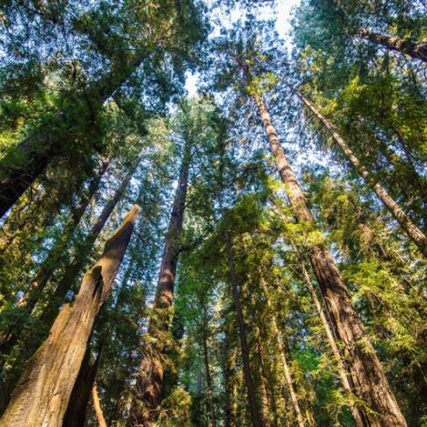 Bosques de secuoyas, Humboldt Redwoods State Park, California, Estados Unidos