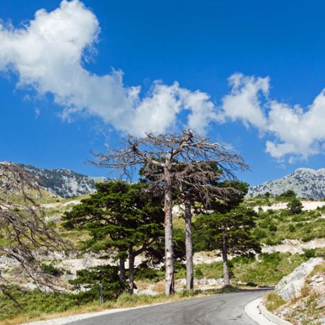 Parque Nacional del Paso de Llogaraja, Albania
