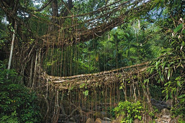 Puentes vivientes de Meghalaya, India: una de las maravillas del mundo