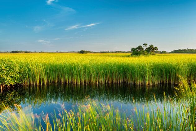 Everglades National Park, Florida, EE UU © Justin Foulkes / Lonely Planet