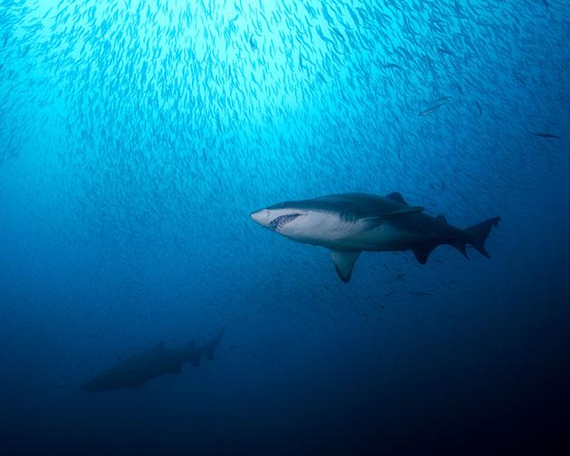 Tiburones tigre de arena, Carolina del Norte, EE UU