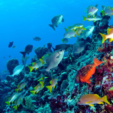Submarinismo en Bermudas