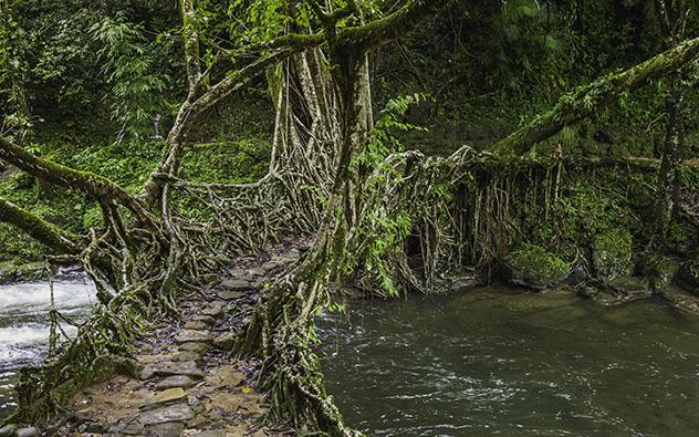 Puentes vivientes de Meghalaya, India: una de las maravillas del mundo