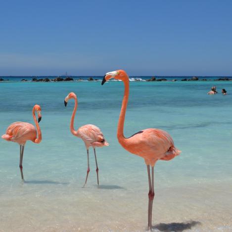 Flamencos en Aruba