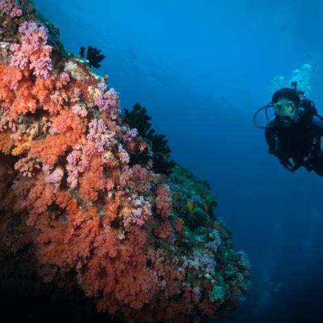 Aprender submarinismo, Maldivas