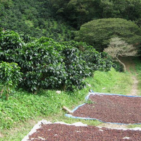 Cultivo del café en Boquete, Panamá