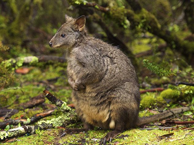 Ualabí, Tasmania, Australia