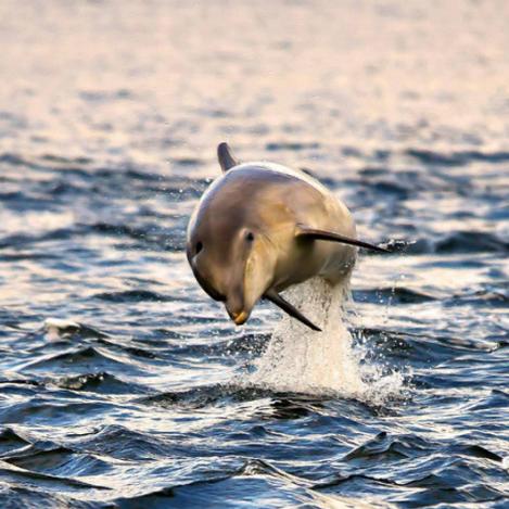 Estuario de Moray, Escocia