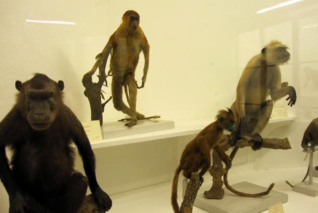 Museo La Specola, Florencia, Italia © John Mosbaugh / Flickr