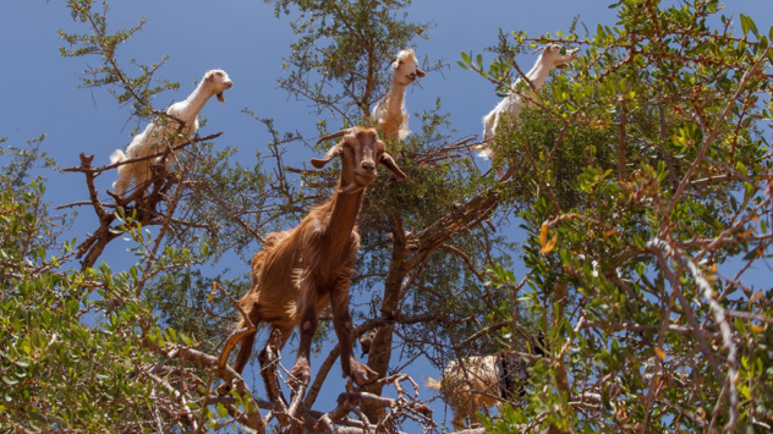 Esauira, Marruecos