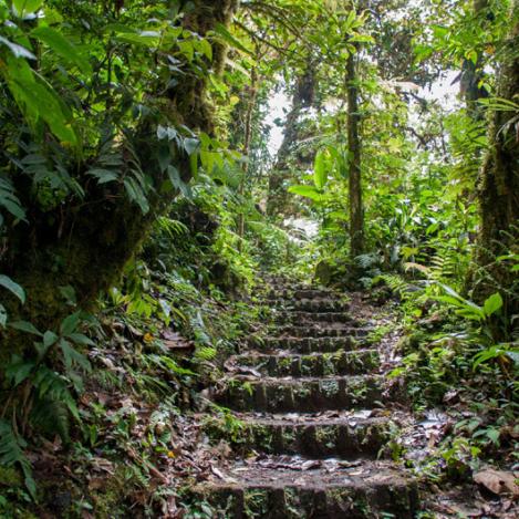 Bosque Nuboso Monteverde, Costa Rica